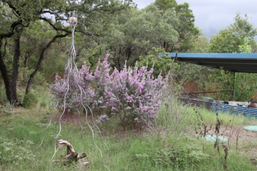 texas sage texas sage