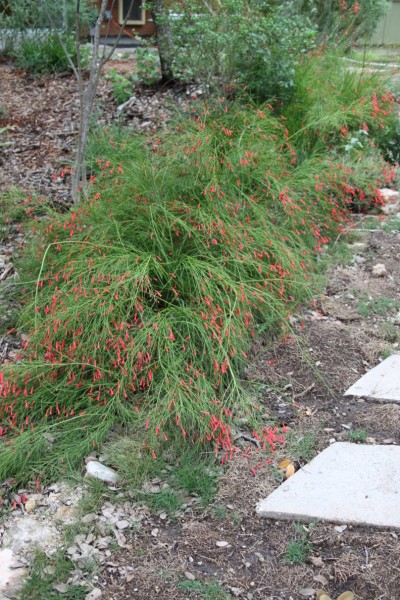firecracker fern firecracker fern