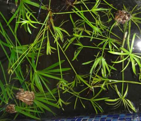 five frog orgy austin five frog orgy austin