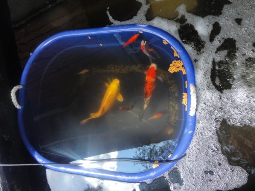 koi pond austin texas koi pond austin texas