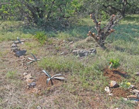 blue agave wimberley fischer blue agave wimberley fischer
