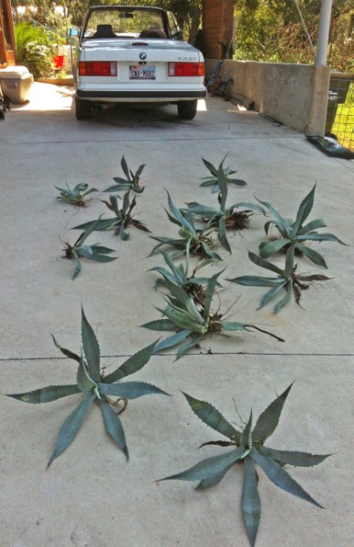 blue agave babies harvest blue agave babies harvest