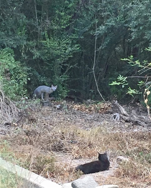 west lake hills fox texas