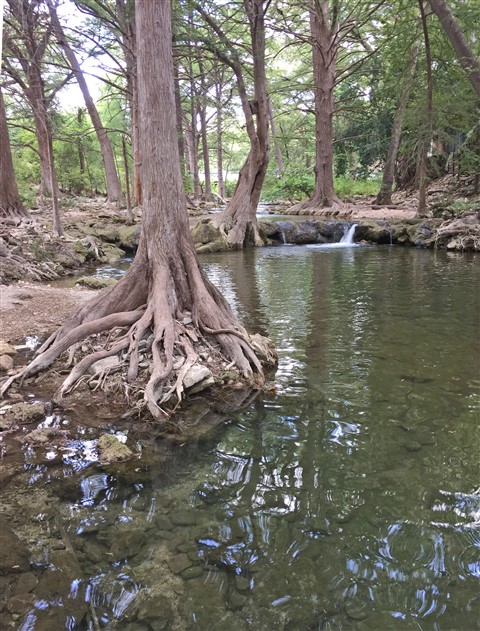 leaning pear wimberley creek 