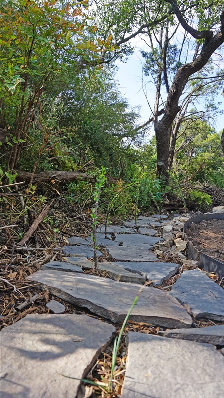 ocatilla and yucca babies