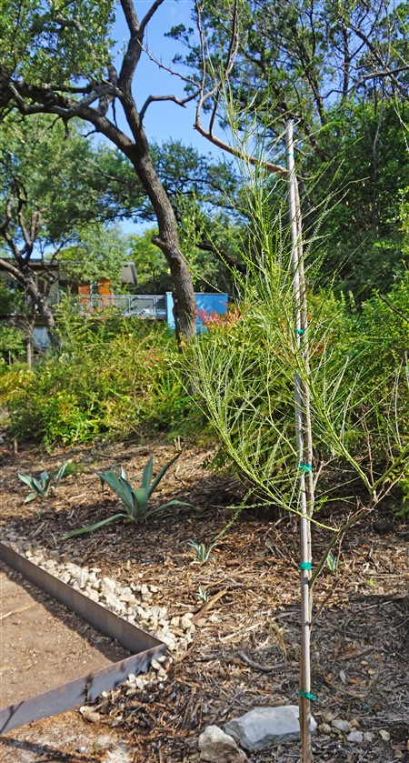 blue agave and retama