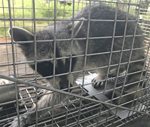 raccoon west lake hills mastermind #mastermind