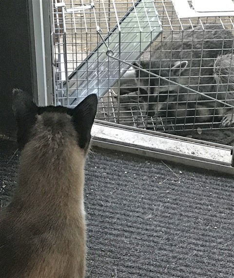 cat and raccoon