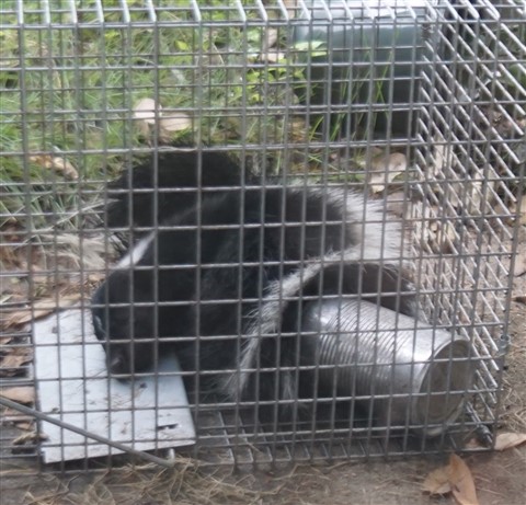 West Lake Hills Skunk Otis