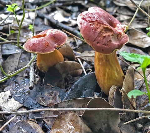 wild mushrooms austin 