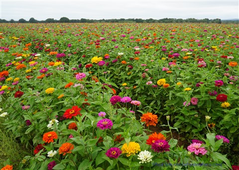 floral field becker winery texas flowers