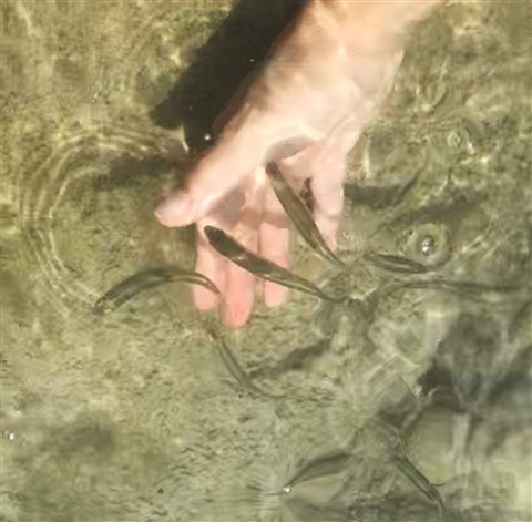 blanco river fish