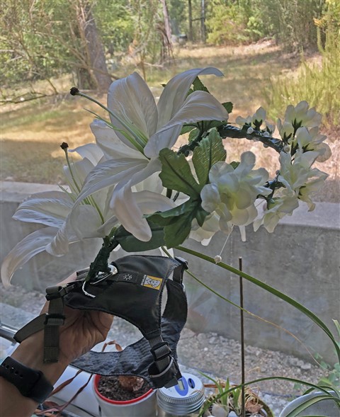 floral halo harness for a dog in a wedding 