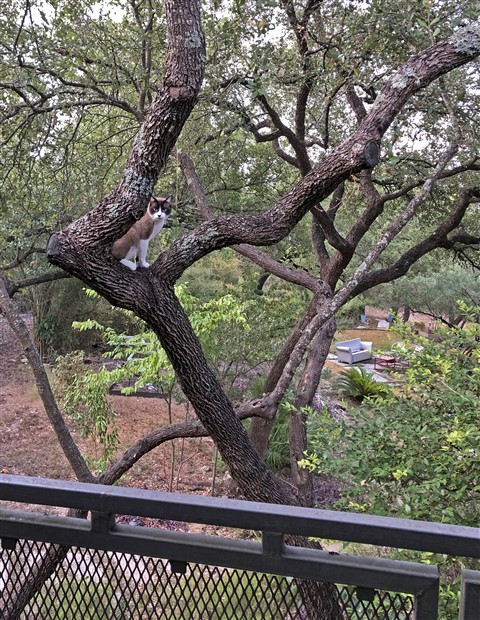 kreamer the cat in a tree austin siamese