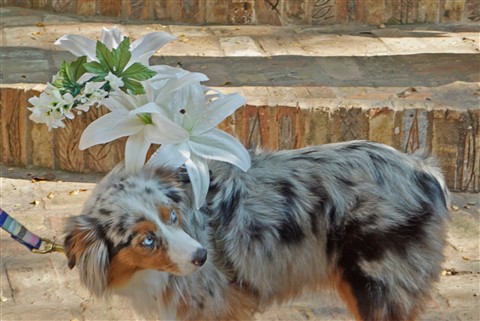 blue the dog in floral wedding halo