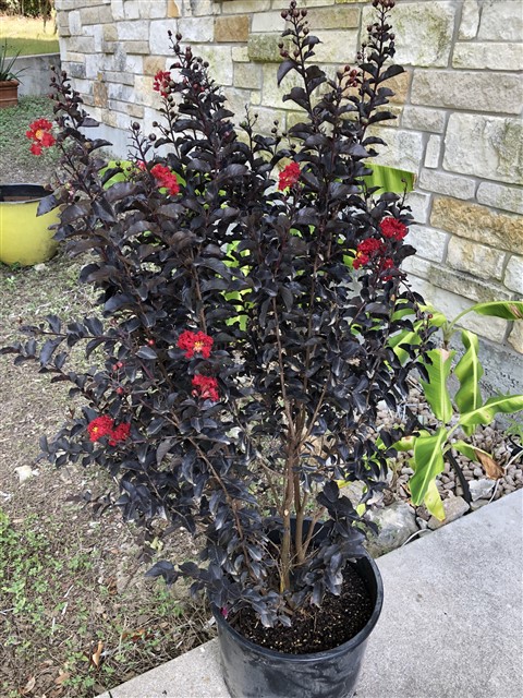 ebony fire crepe myrtle