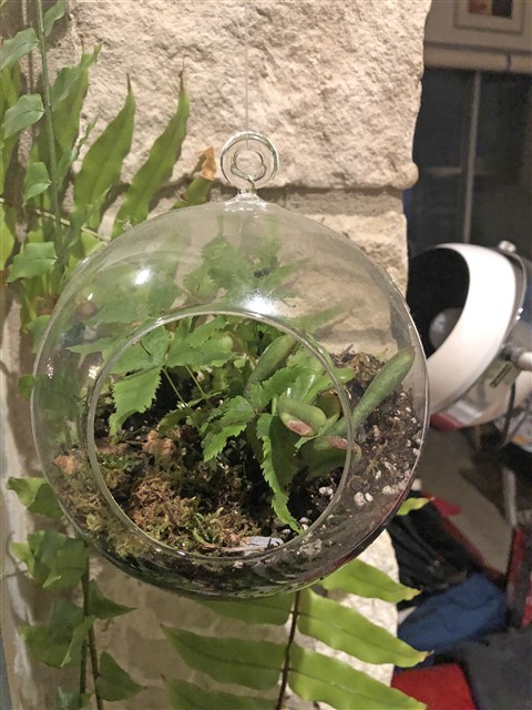 terrarium v 2.0